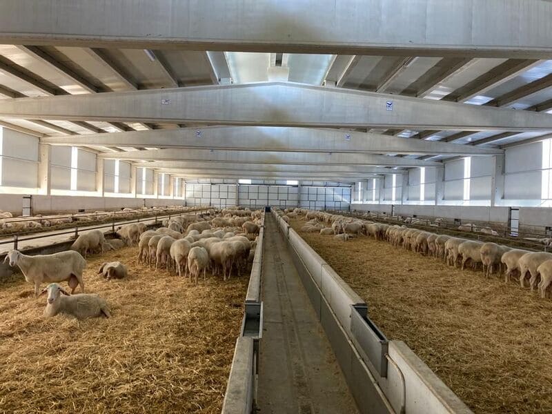 Redil coberto com um grande rebanho de ovelhas sobre palha, numa exploração leiteira e ovina