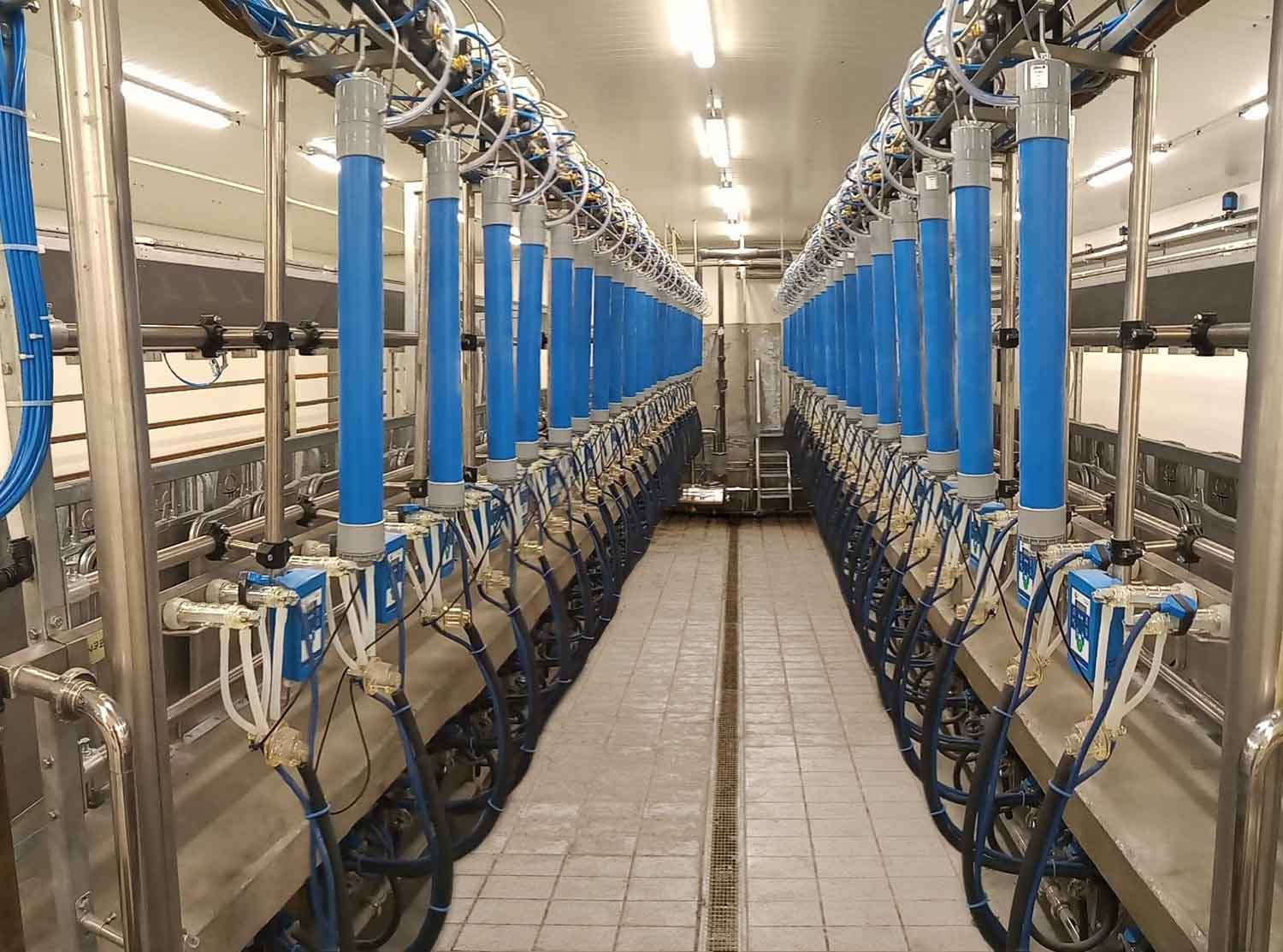 Sala de ordenha mecanizada com dezenas de postos de ordenha em linha